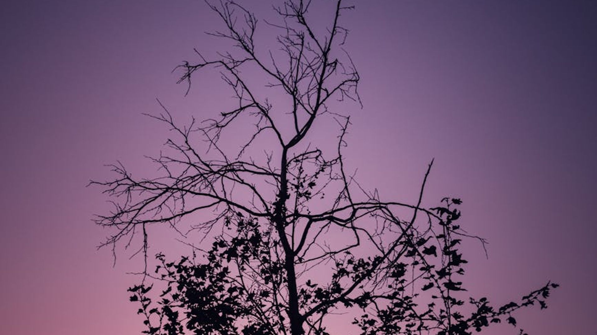 Beautiful landscape representing peace and visual clarity